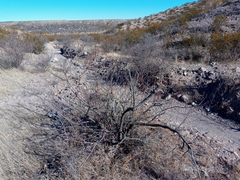 Vachellia constricta