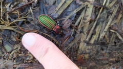 Carabus lineatus