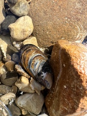 Mytilus californianus