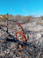 Vachellia constricta
