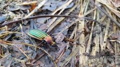 Carabus lineatus