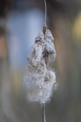 Typha latifolia