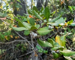 Azara integrifolia