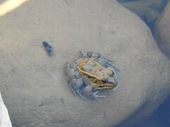 Pelophylax saharicus