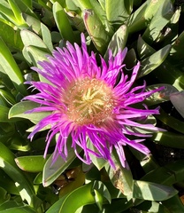 Carpobrotus chilensis