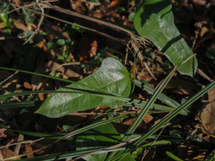 Smilax auriculata