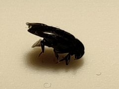 Dermestidae