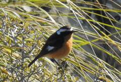Phoenicurus moussieri
