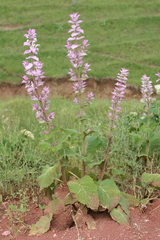 Salvia sclarea