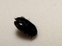 Dermestidae