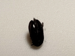 Dermestidae