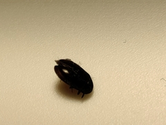 Dermestidae