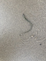 Syngnathidae