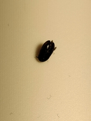 Dermestidae