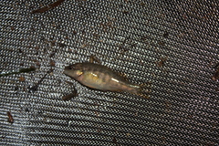 Percichthyoidei