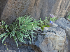 Agapanthus campanulatus