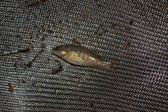 Percichthyoidei