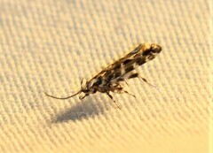 Otonoma anemois