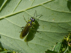 Tenthredo mesomela