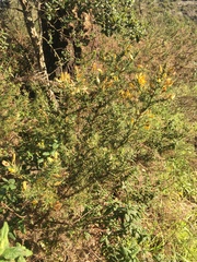 Ulex