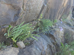 Agapanthus campanulatus