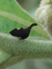 Enchenopa binotata