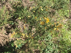 Ulex