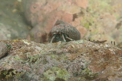 Calcinus laevimanus