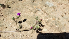 Mirabilis cordifolia