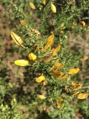 Ulex