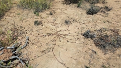 Mirabilis cordifolia