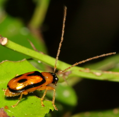 Spilocephalus bipunctatus