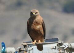 Buteo rufinus