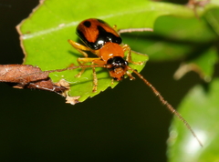 Spilocephalus bipunctatus