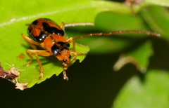 Spilocephalus bipunctatus