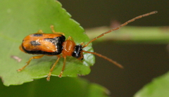 Spilocephalus bipunctatus