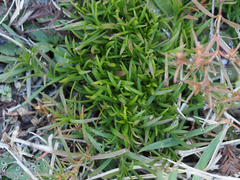 Polypremum procumbens