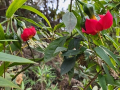 Symbolanthus australis