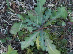 Erigeron quercifolius