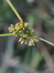 Cyperus surinamensis