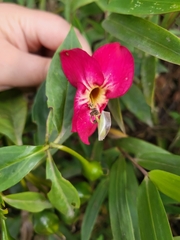 Symbolanthus australis