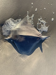 Mobula hypostoma