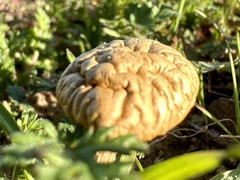 Agaricus deserticola