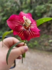 Symbolanthus australis