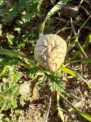 Agaricus deserticola