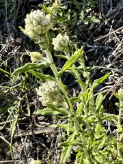 Pseudognaphalium
