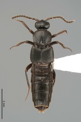 Aleocharinae
