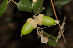 Quercus chrysolepis