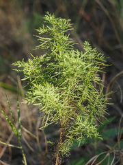 Eupatorium compositifolium