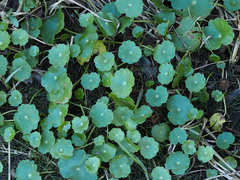 Hydrocotyle umbellata